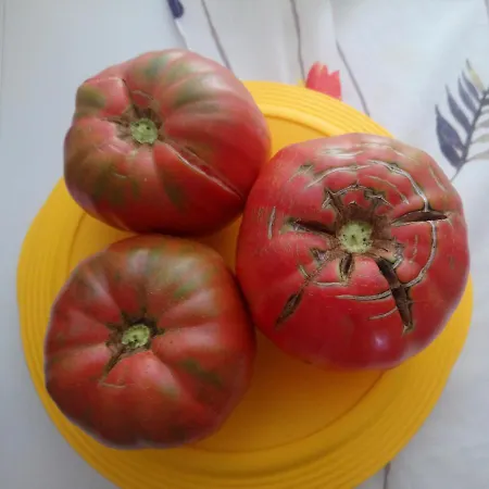 Il Campanile Di Leone Pina Frühstückspension