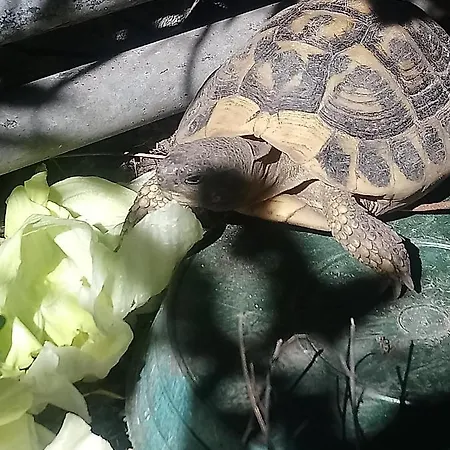 Il Campanile Di Leone Pina 3*