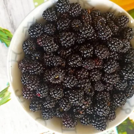 Bed and breakfast Il Campanile Di Leone Pina