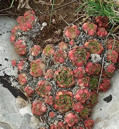 Il Campanile Di Leone Pina Bed and breakfast San Lorenzo Bellizzi