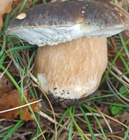 Il Campanile Di Leone Pina 3* San Lorenzo Bellizzi
