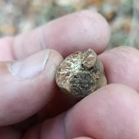 Frühstückspension Il Campanile Di Leone Pina 3*