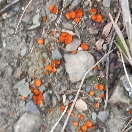 Il Campanile Di Leone Pina